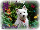 dog-elenitsa
