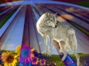 magic wolf