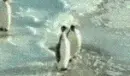 The penguin...
