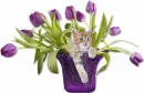 cute kitty