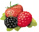 Fruits
