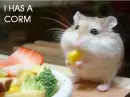 gerbil with corn