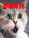 Shocked Cat