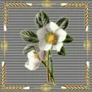 White flower