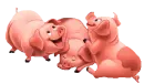 three little pigs