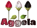 Aggela-rose