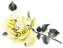 Susie Yello Rose