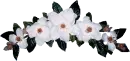 White Flowers