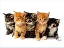 Cute Cats
