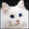 cat<3