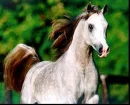 Arabian roan background