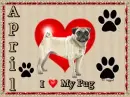 I luv my pug  April