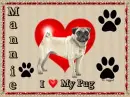 I luv my pug Mannie