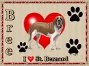 I luv my St. Bernard Bree