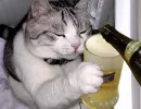 cat_drinking_beer