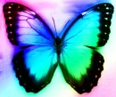 mariposas, butterfly