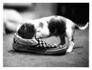 dog in shoe