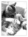 love cats