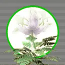 Forrest