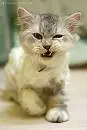 Kitty
