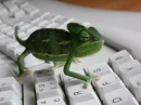 Lizzard