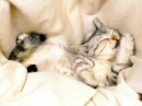 Sleeping kitty