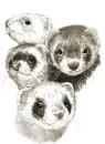 ferret