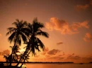 Palm Tree
