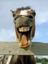 Laughing Horse