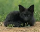 black fox