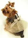 dog in dress