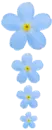 Blue flwr