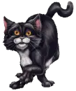 cat