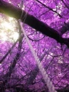 purple trees