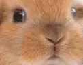 bunny rabbit