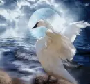 swan