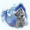 spirit of the wild