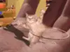 DancIng kiTty