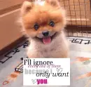 sWEeT doG