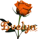 orange rose evelyn