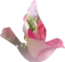 Pink Roses Bird