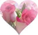 Pink Roses Heart