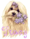 tracy puppy 