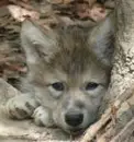 Wolf Pup