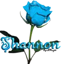 baby blue rose shannon