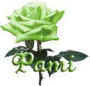 green rose pami