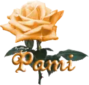 orange rose pami