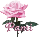 pink rose pami