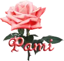 red rose pami