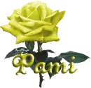 yellow rose pami
